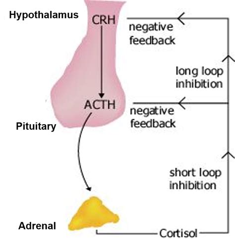 Adrenocorticotropic hormone | You and Your Hormones from the Society ...