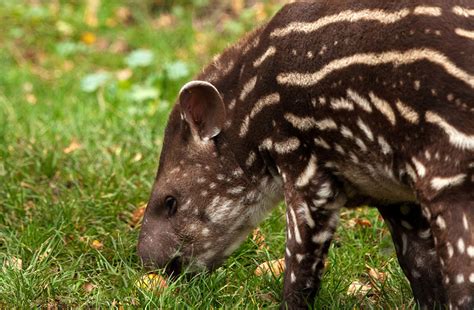 First wild tapir born in Rio de Janeiro in over 100 years