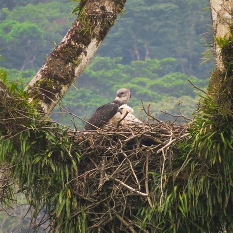 Harpy Eagle Nest