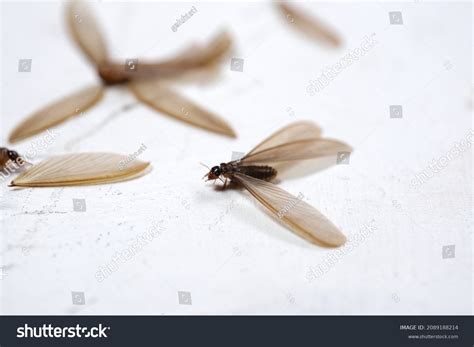 828 Concrete Termite Images, Stock Photos & Vectors | Shutterstock