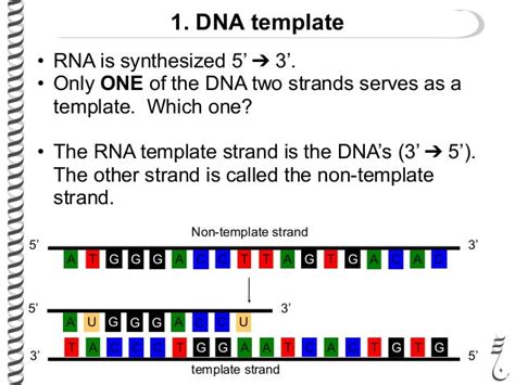 The flow of genetic information Flashcards - Easy Notecards