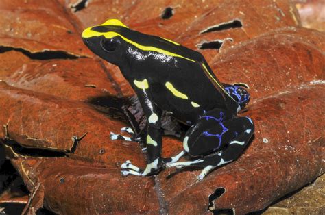 Dendrobates tinctorius - Frogs & Co