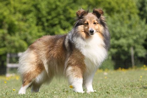 Shetland Sheepdog | Breed Info & Advice | zooplus Magazine