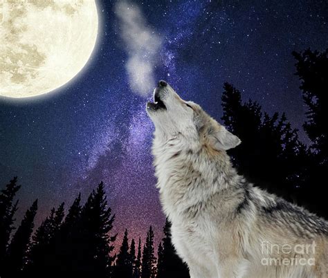 Wolf Howling At The Moon Wolf Moon Night Sky Stars Space By Inspired ...