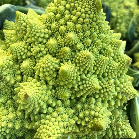 Scientists Solve the Mystery of Romanesco Cauliflower Formation