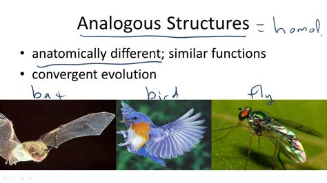 Analogous Biology