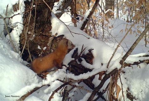 American Marten Habitat and Den Sites - Winterberry Wildlife