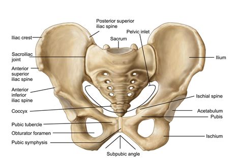 5 Body Parts You Didn't Know You Were There