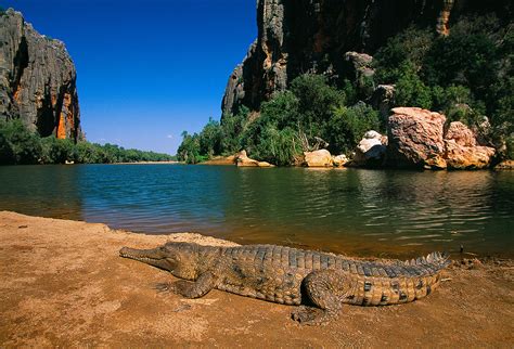 Freshwater Crocodile, Windjana Gorge, Kimberley - Richard Smyth