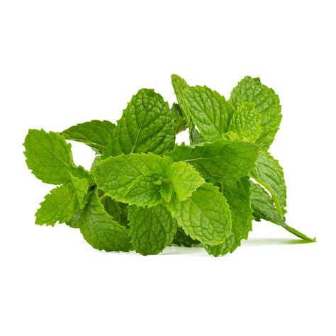 Mint Leaves, Flavor Enhancer, Natural Remedy, Culinary Spice, Fresh ...