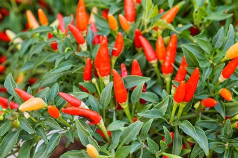 Red chili or chilli peppers plant in garden Photo | Premium Download