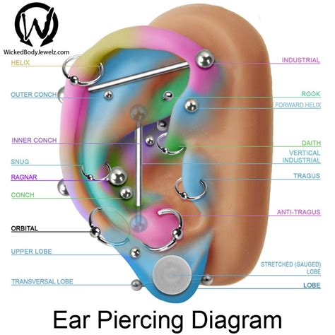 Anatomía oreja. Piercing Tattoo, Piercing Facial, Migraine Piercing ...