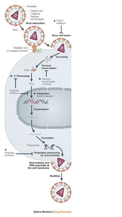 Replication of retroviruses | Learn Science at Scitable