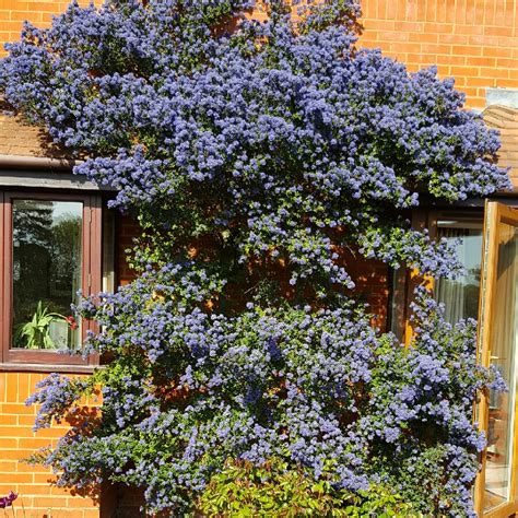 Ceanothus 'Puget Blue', Californian Lilac 'Puget Blue' in GardenTags ...