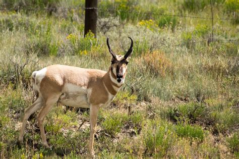 Colorado Parks and Wildlife offering money to private landowners for access