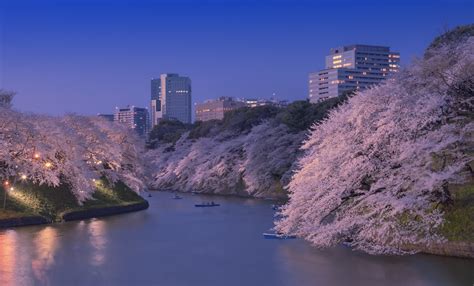 10 Top Nighttime Cherry Blossom Viewing Spots | All About Japan