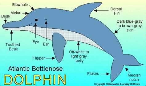 BOTTLENOSE DOLPHIN - ZoomWhales.com