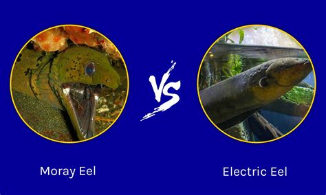 Electric Eel vs Moray Eel - A-Z Animals