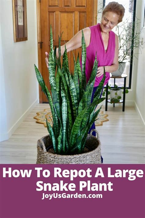 Large Snake Plant Repotting Guide