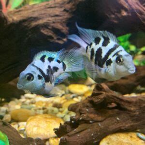 CICHLID - JOHANNI ELECTRIC BLUE Melanochromis johannii - Aquatics Unlimited