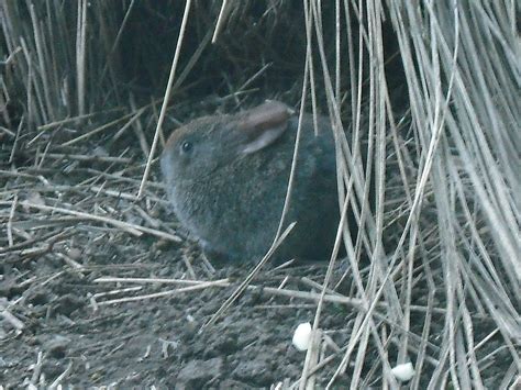 Volcano Rabbit Facts: Animals of North America - WorldAtlas