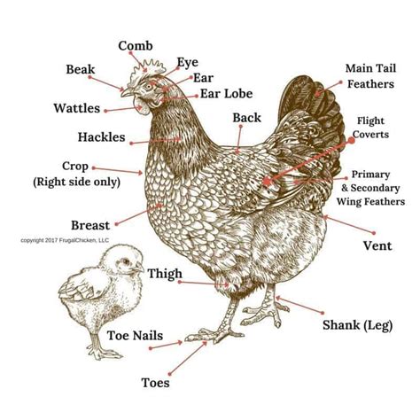 Chicken Anatomy 101 | Pampered Chicken Mama: Raising Backyard Chickens