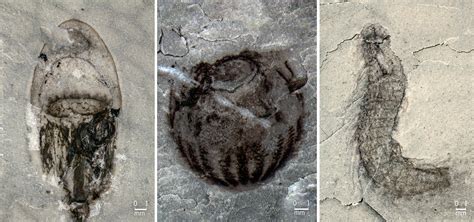 A treasure trove of Cambrian fossils | Science