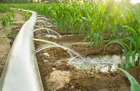 Furrow Irrigation Can Help Save Water, but What Is It Exactly?