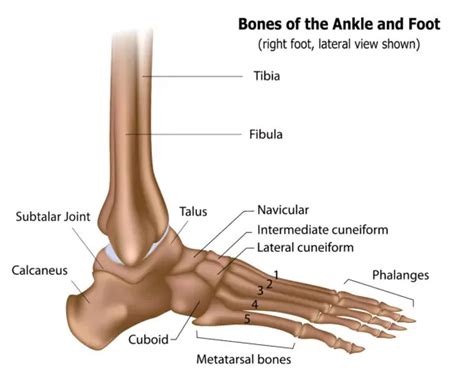 Tarsal Bone Diagram