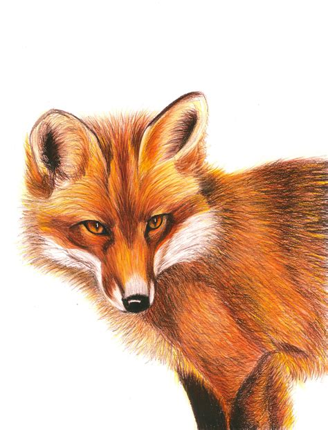 Red Fox, Color Pencil Drawing. Giclee Print of My Original Drawing. - Etsy