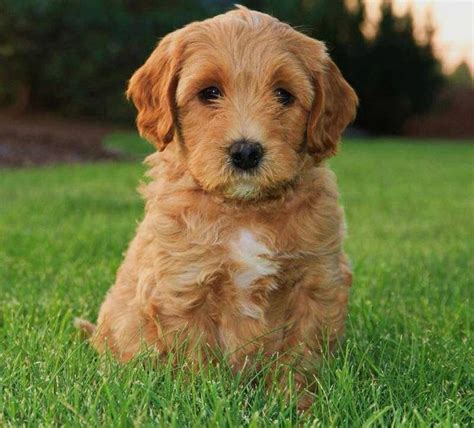 Apricot Labradoodle puppy! Lincoln | Labradoodle puppy, Puppies ...