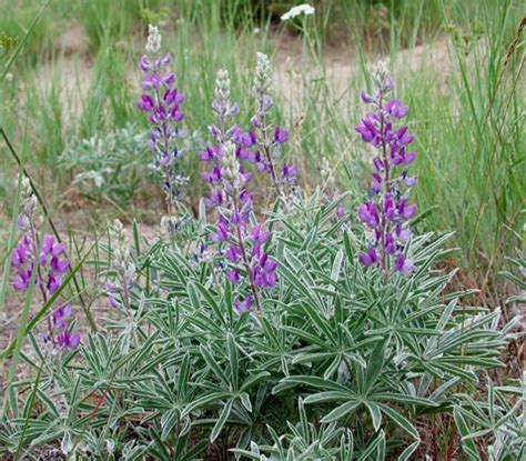 Silky Lupine Bush --(Lupinus sericeus)