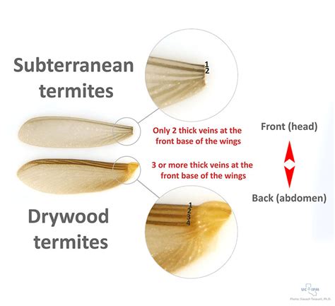 How to distinguish between winged (alate) drywood and subterranean ...