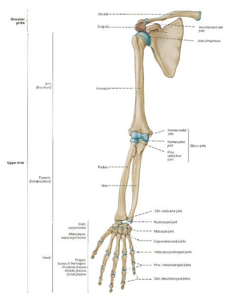 Human Skeleton Anatomy, Human Anatomy Drawing, Human Body Anatomy ...