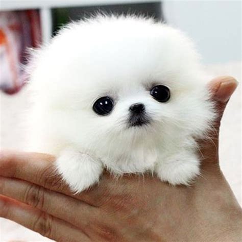 cute dog | Cute pomeranian, Pomeranian puppy teacup, Fluffy animals