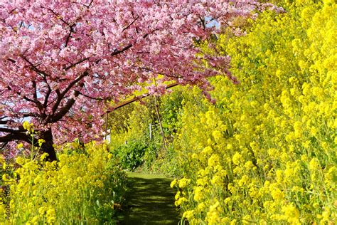 Beautiful view of Kawazu Sakura (Pink Cherry Blossom) and yellow ...