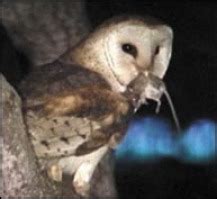 do owls eat bats