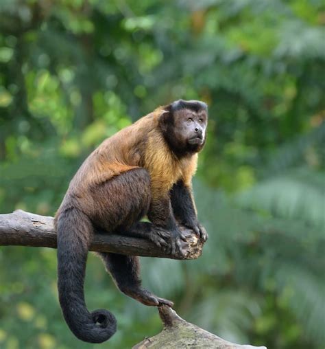 Premium Photo | Brown capuchin monkey