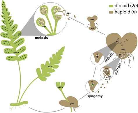 Fern Sporophyte Diagram