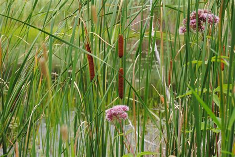 Cattails in ponds...good or bad? - Magnolia Fisheries