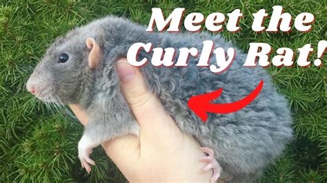 Rex Rats: The Curly Haired Rat Variant! - YouTube