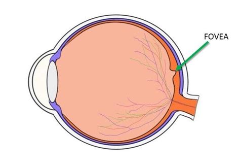 Fovea of the Eye (Anatomy, Functions & Associated Conditions)