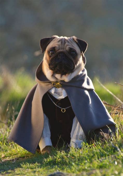 Frodo puggins ️ | Pugs in costume, Pugs, Cute pugs