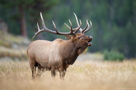 7x6 Bull Elk Bugling in the Meadow, Rocky Mountain National Park