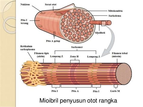 15+ Gambar Struktur Otot