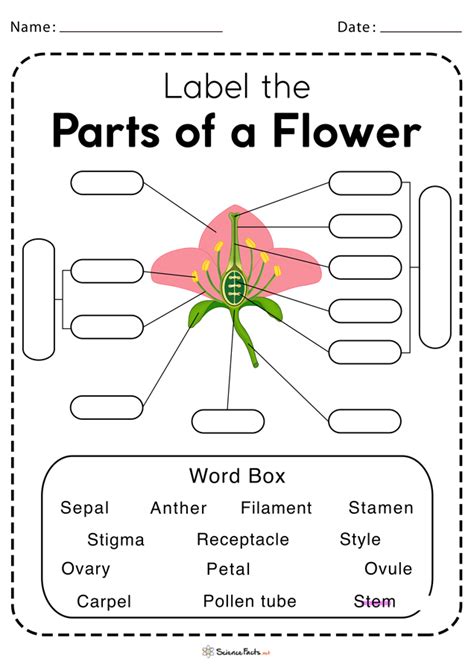 Parts of a Flower Worksheets - Free Printable