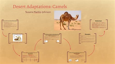 How Does A Camel Adapt In The Hot Desert / Winds blow sand all around ...