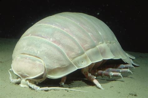 Giant isopod | Animals | Monterey Bay Aquarium