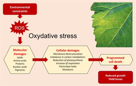 Environmental constraints and oxidative stress in plants - Encyclopedia ...