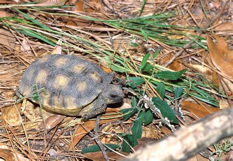 30+ Baby Gopher Tortoise Care Listen here - Baby Give Up Na Na Na Download